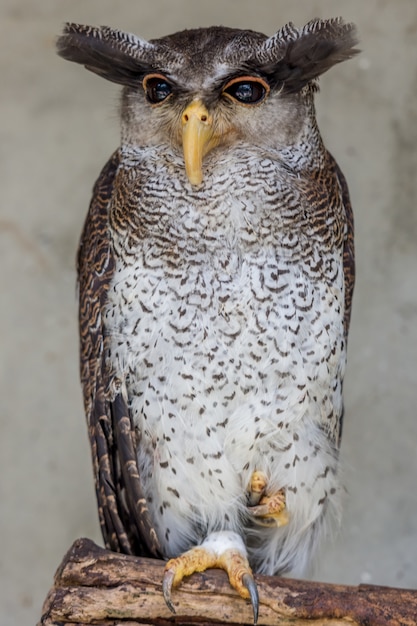 barred eagle-owl sitting on a branch