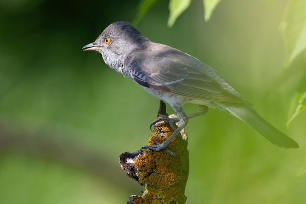 Barred warbler Sylvia nisoria A bird sits on a beautiful dry branch