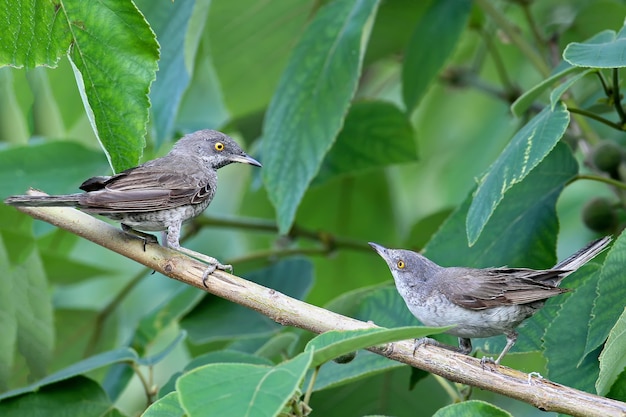 The barred warbler (Sylvia nisoria) male and female both on the tree