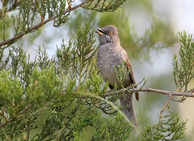 The barred warbler (Sylvia nisoria) male singing