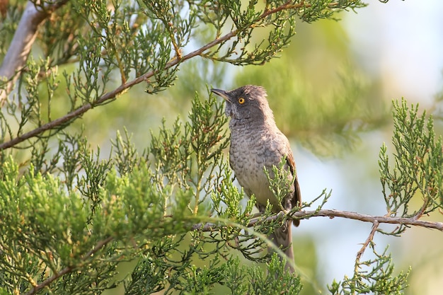 The barred warbler (Sylvia nisoria) male