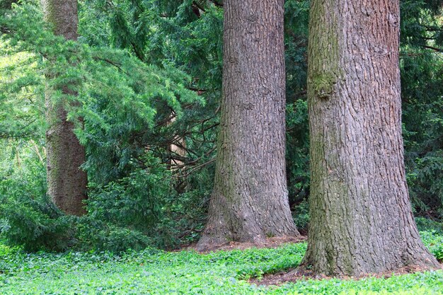 Basal trunk part of old majestic cedar tree.