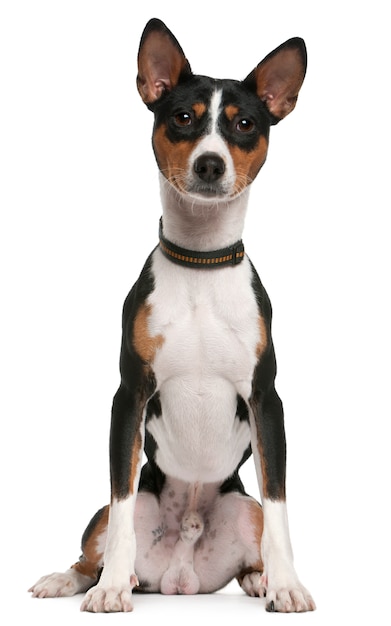 Basenji, 1 year old, sitting