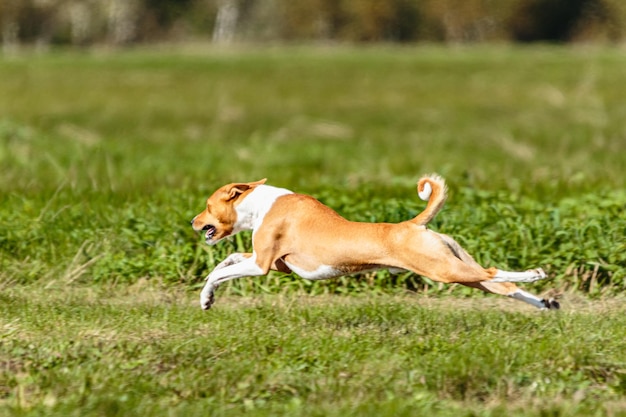 Basenji dog lure coursing competition on green field in summer