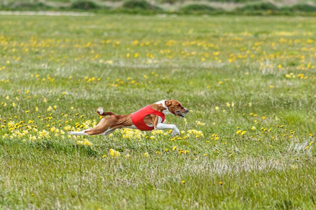 Photo basenji dog in red shirt running and chasing lure in the field on coursing competition