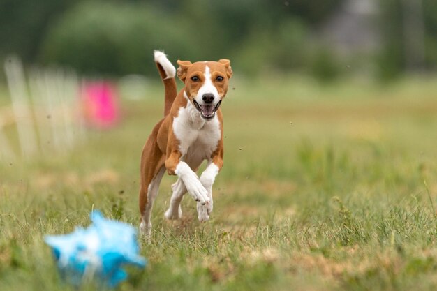 Basenji dog running across the field