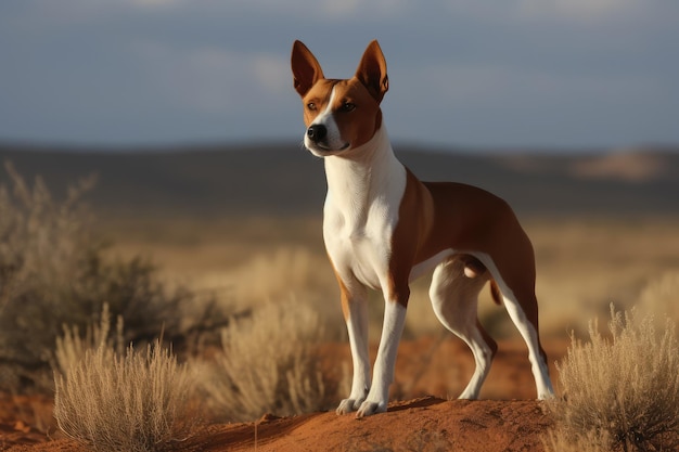 Photo basenji kongo terrier dog red basenji portrait african not barking dog abstract generative ai illustration