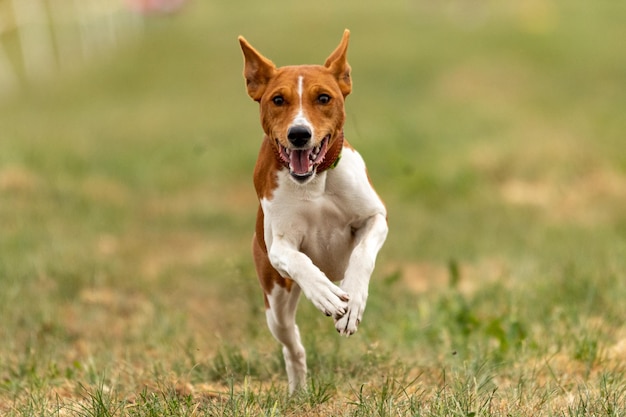 Basenji lifted off the ground during the dog race