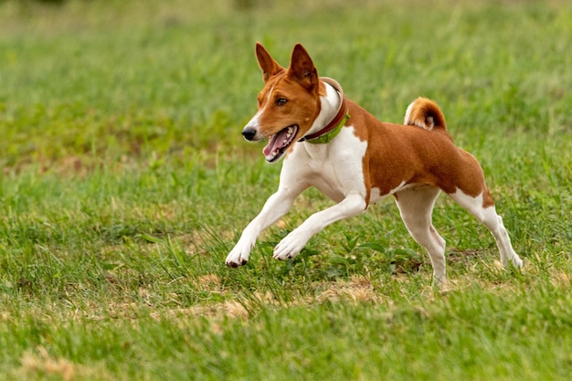 Basenji puppy first time running on the field