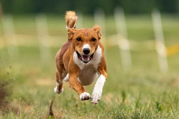 Basenji puppy first time running on the field