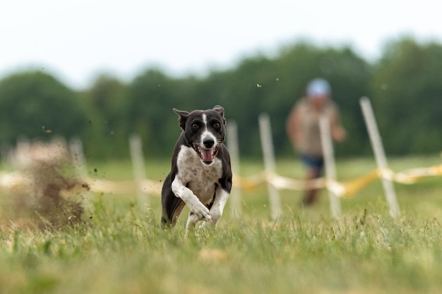 Basenji puppy first time running on the field