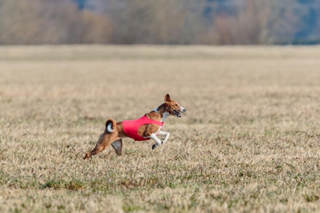 Basenji running full speed at lure coursing dog sport