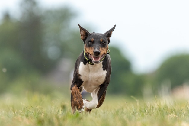 Basenji running qualification for lure coursing