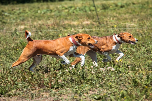 Basenjis running qualification for lure coursing championship