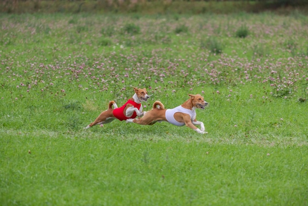 Basenjis running qualification for lure coursing championship