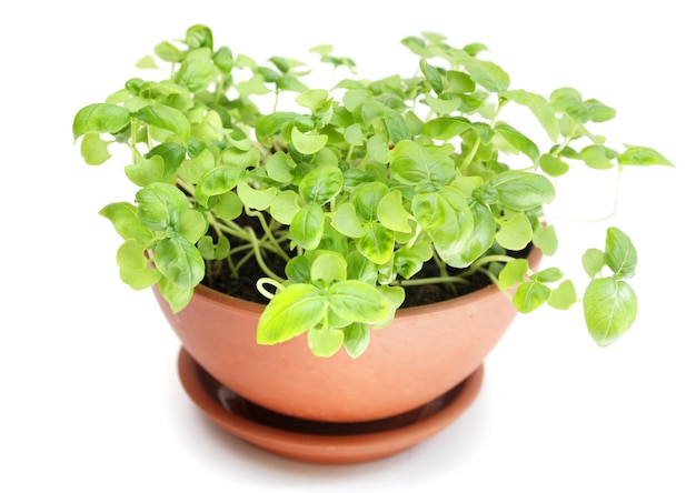 Basil in ceramic pot