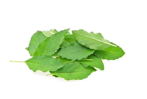 Basil flower stalk and leaves isolated on a white