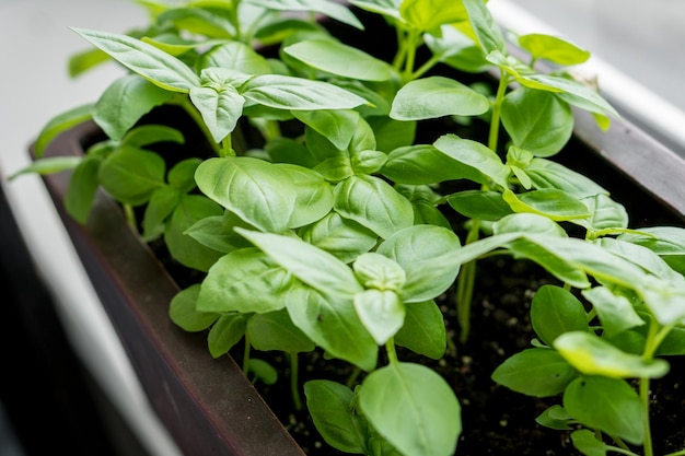 Basil in a flowerpot on the windowsill