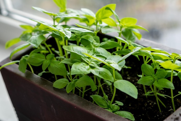 Basil in a flowerpot on the windowsill