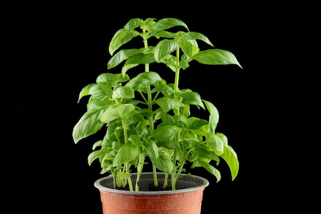 Basil fresh on a black background basil plant closeup basil leaves on the bush