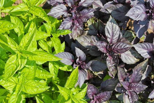 Basil green and purple salad