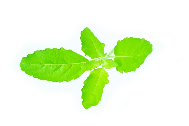 Basil hairy basil and thyme herbal on white background.