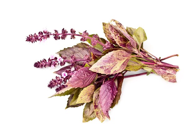 Basil herb purple isolated on white background