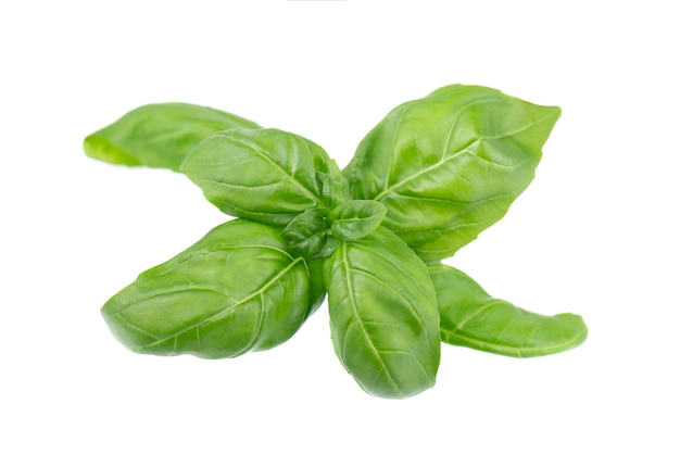 Basil leaf isolated on white, close up. Fresh basil herb.