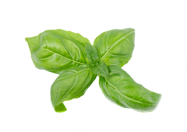 Basil leaf isolated on white, close up. Fresh basil herb.