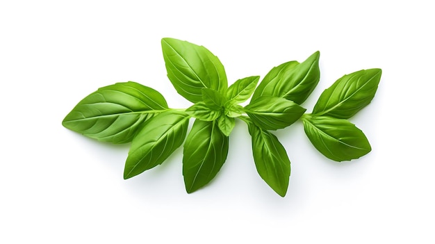 Basil leaf on white background