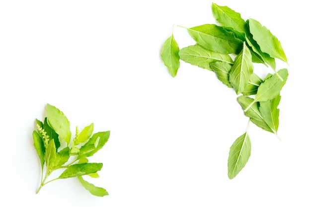 basil leaf on white color design for food background