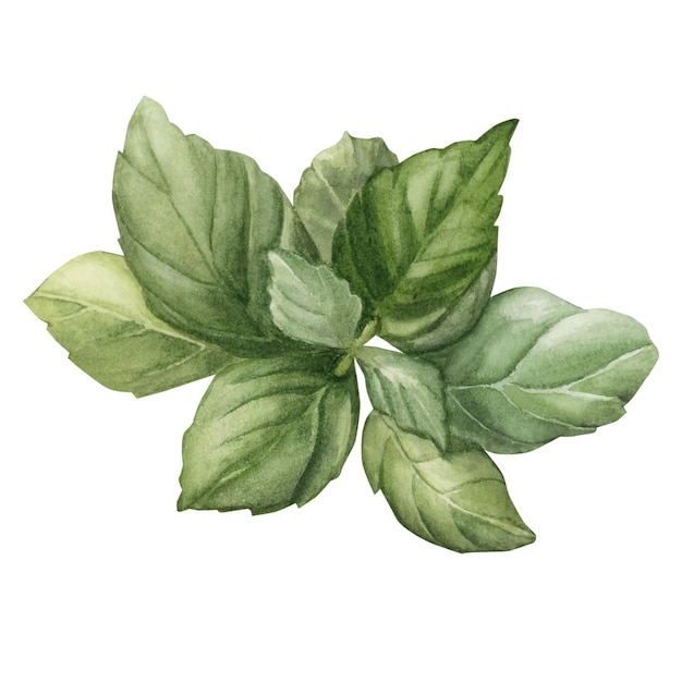 Basil leaves fresh green vegetable salad Watercolor illustration hand painted isolated on white