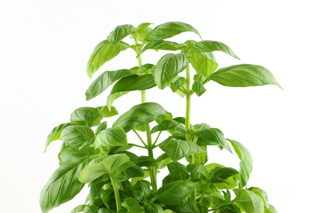 Basil leaves grow in a flower pot Fresh basil leaves