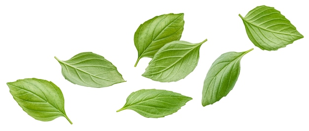 Basil leaves isolated on white background with clipping path