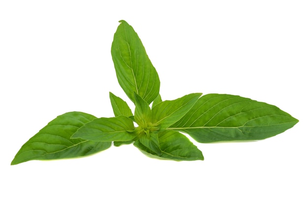 Basil leaves isolated on white background