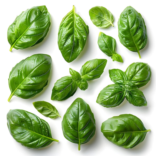 Photo basil leaves isolated on white set collection of different position basil green fresh leaves