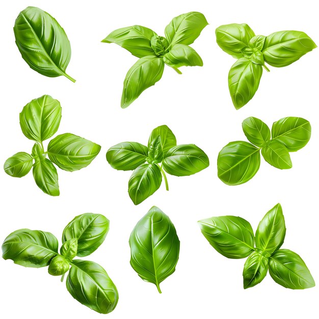 basil leaves isolated on white set collection of different position basil green fresh leaves