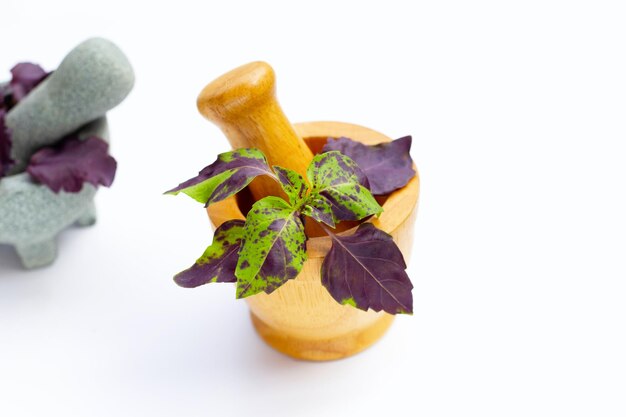 Basil leaves in mortar on white background