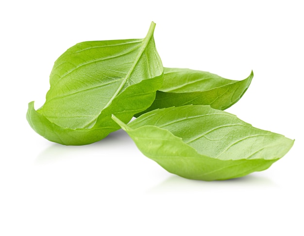 Basil leaves on white isolated background