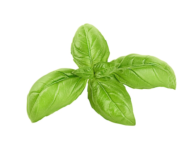 Basil leaves on white isolated background