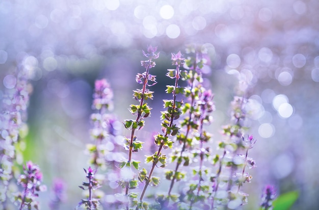 Basil plant in the garden