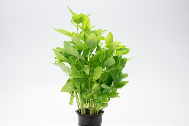 Basil in a pot isolated