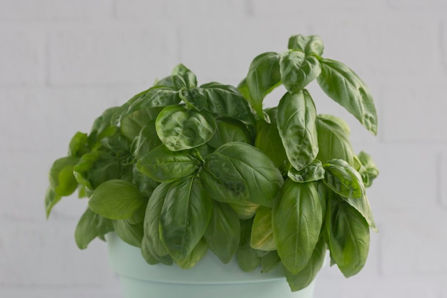 Basil Pot with fresh green basil on gray stone concrete background