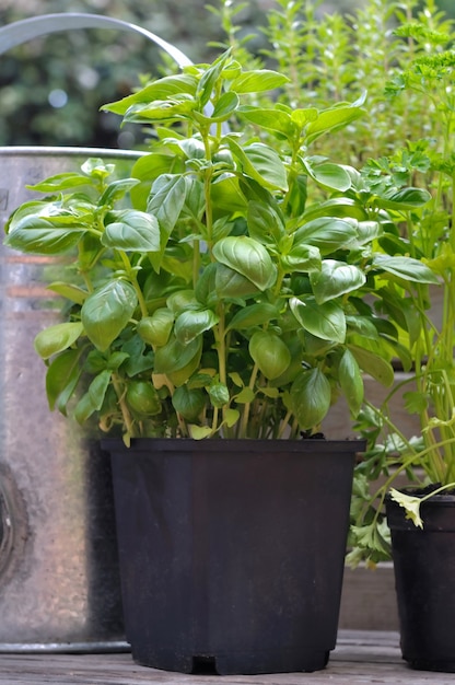 Basil in pot with other aromatic plants in patio