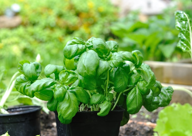 Basil in pot