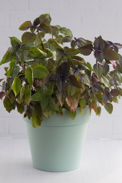 Basil seedlings Green plants in peat pots Baby plants sowing in small pots