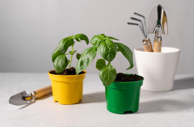 Basil seedlings in plastic pots and gardening tools