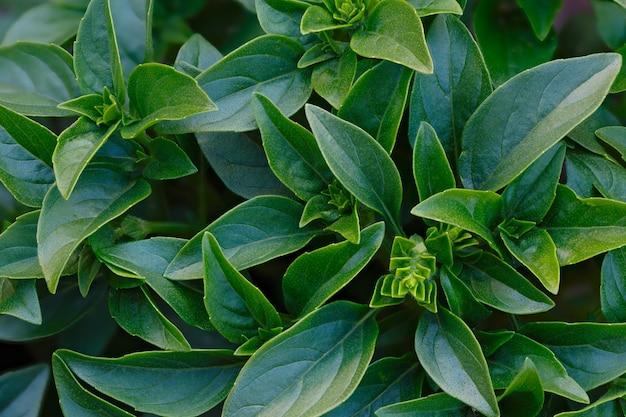 Basil in the summer in a vegetable garden