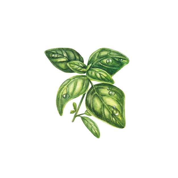 Basil in watercolor on a white background A sprig of basil with drops of water Fresh Provencal herbs