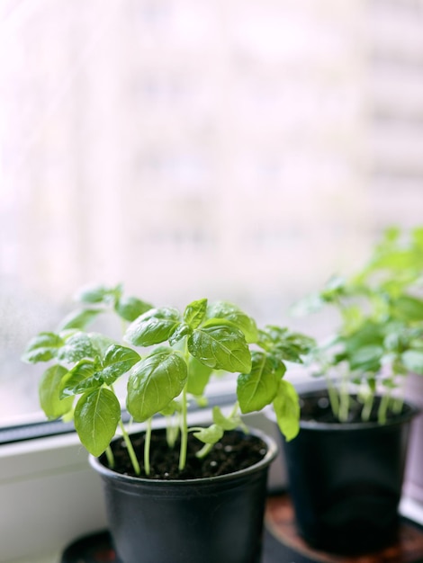 basil on the windowsill at the balcony Home gardening hobby food bio food concept